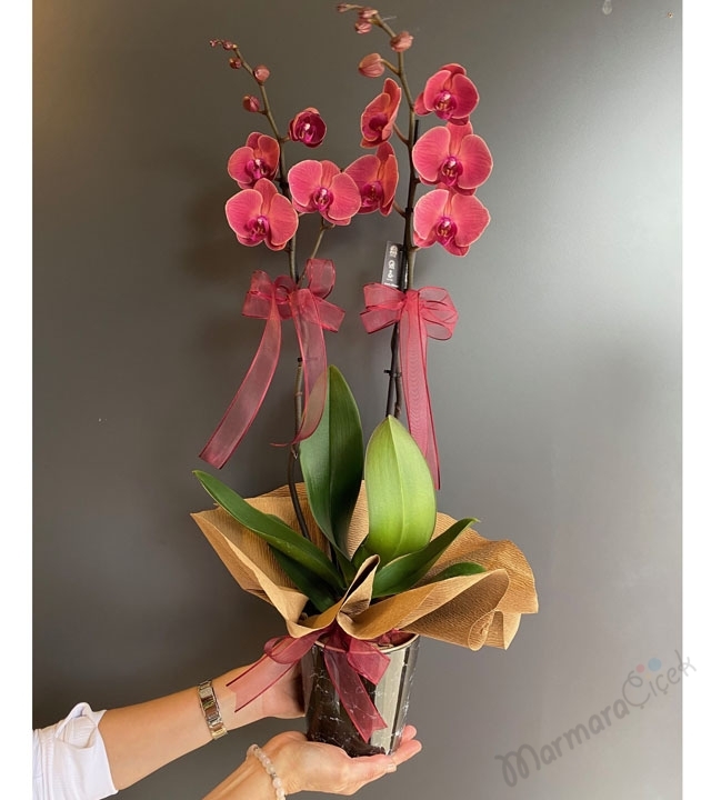 Çift Dallı Gül Kurusu Orkide