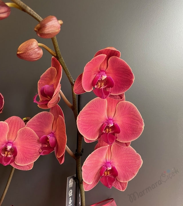 Çift Dallı Gül Kurusu Orkide