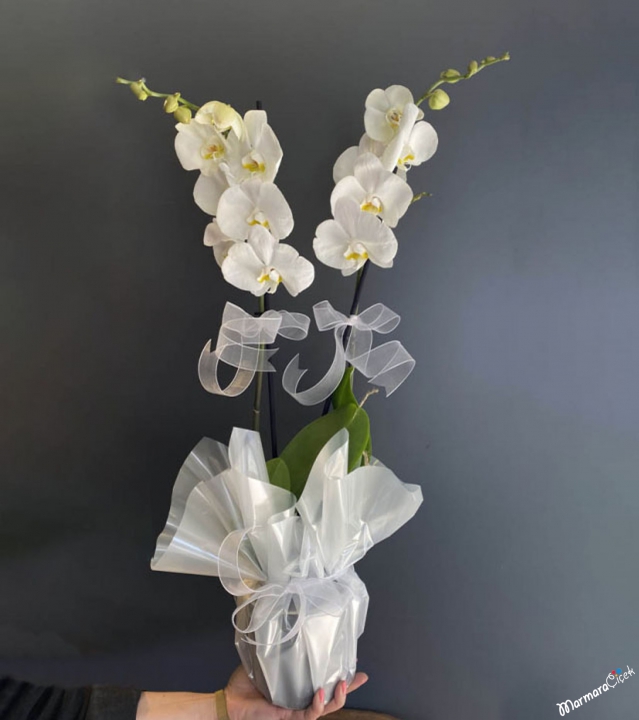 Double White Orchid