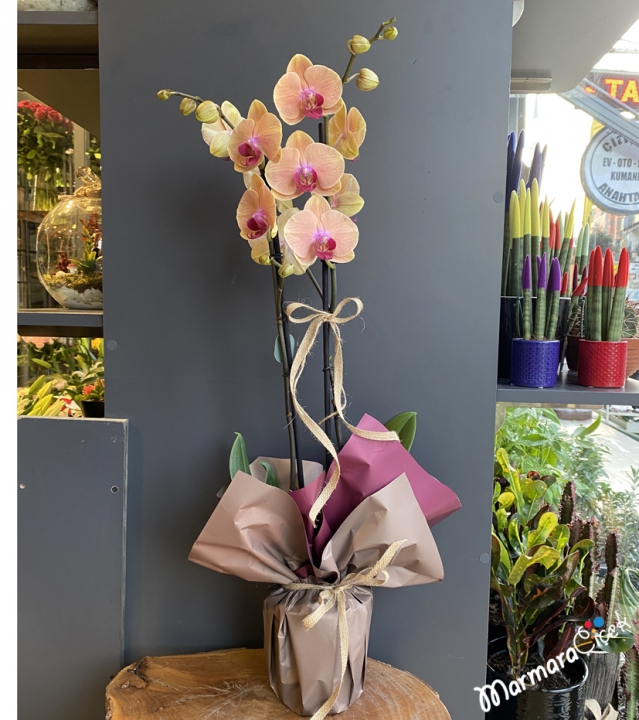 Double Salmon Orchid