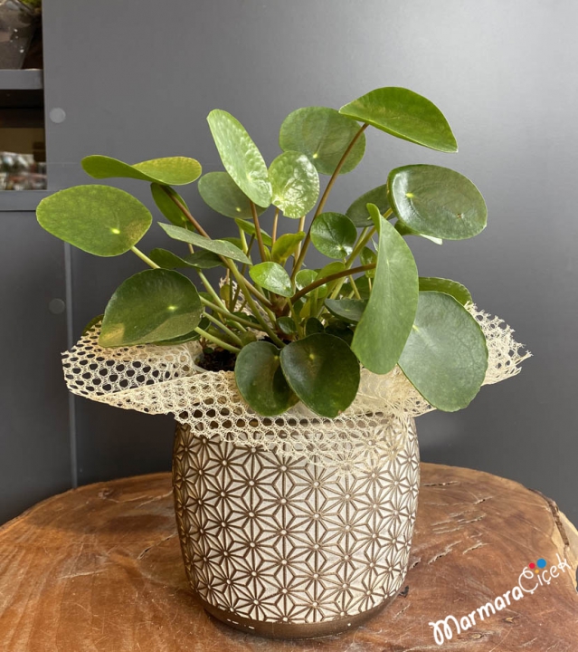 Para Çiçeği (Pilea)