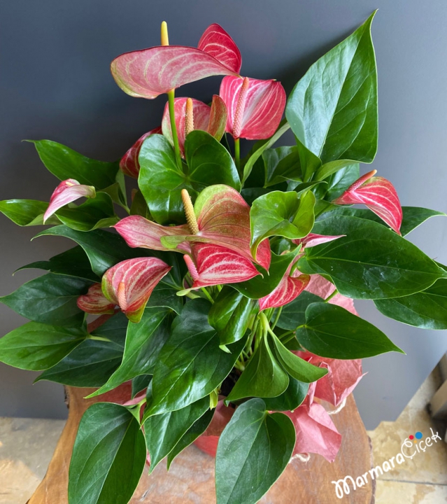 Anthurium Livium