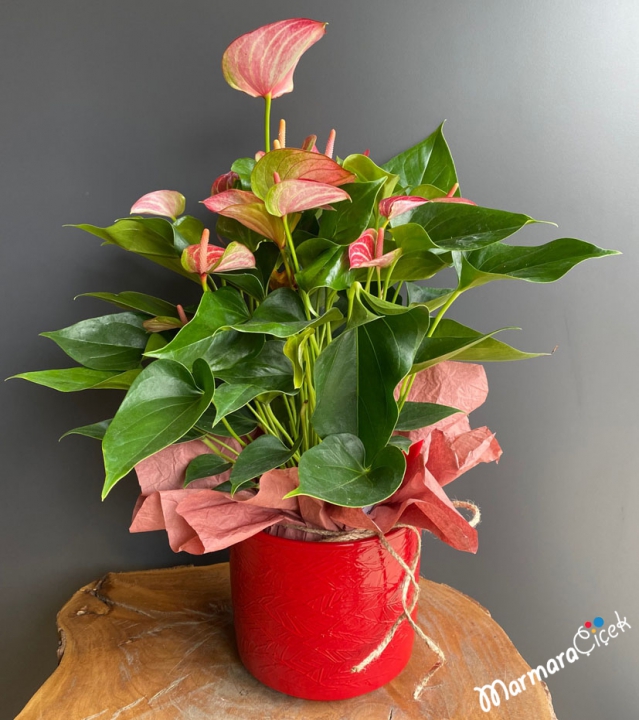 Anthurium Livium