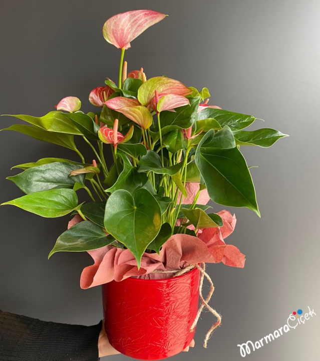 Anthurium Livium