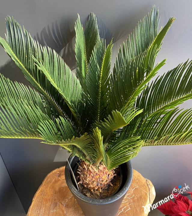 Cycas Revoluta Bitkisi