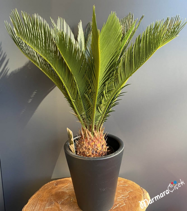 Cycas Revoluta Bitkisi