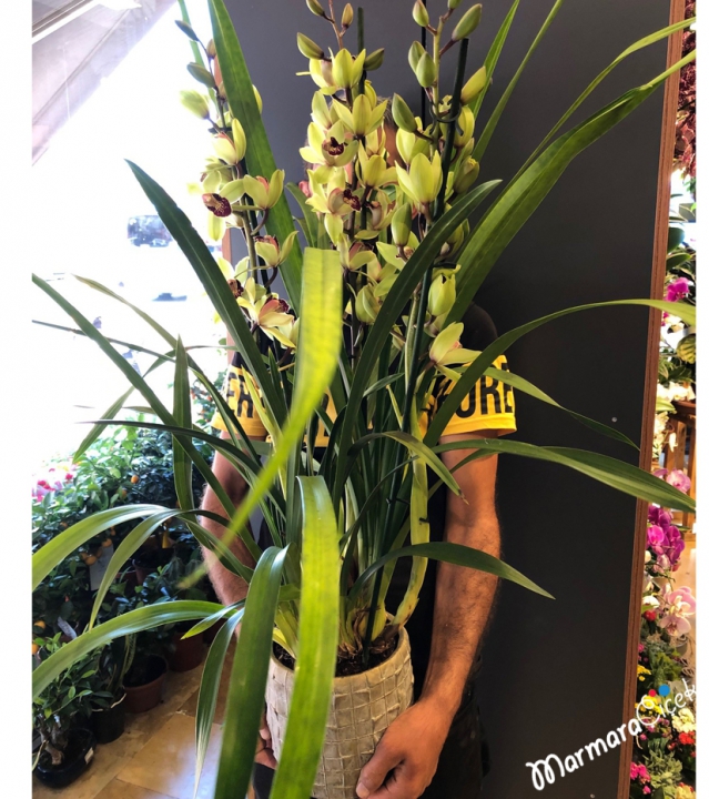 Cymbidium Orkide