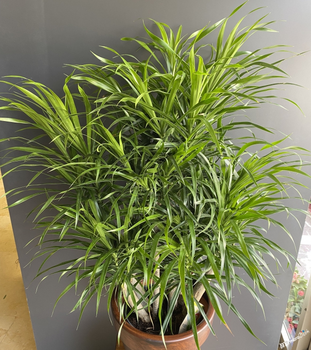 Dracaena Reflexa Anita