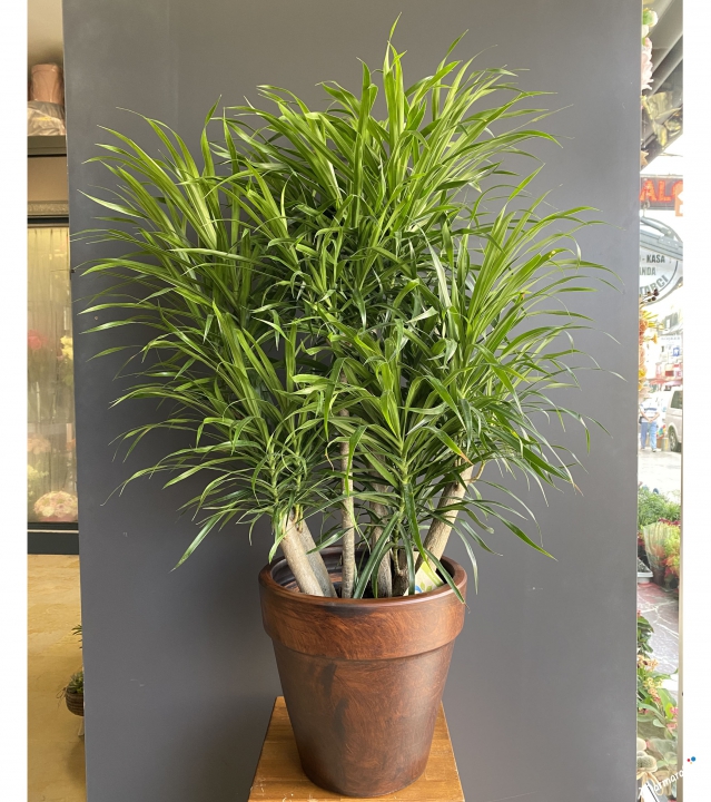 Dracaena Reflexa Anita