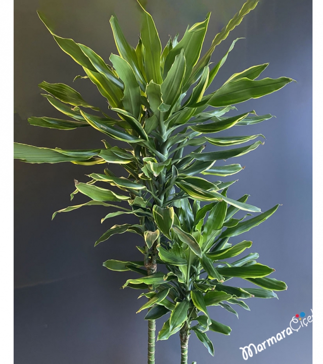 Dracaena Fragrans CINTHO