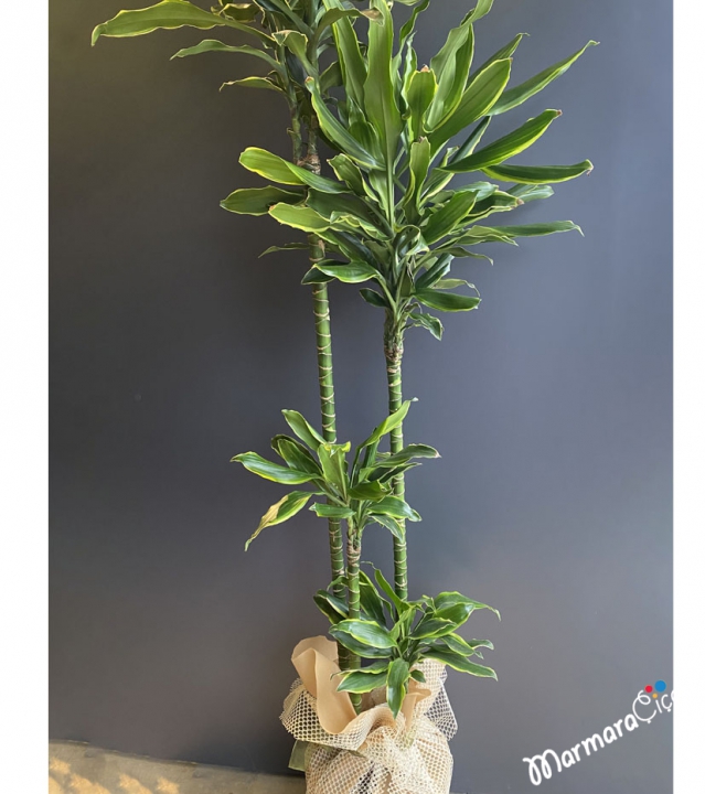 Dracaena Fragrans CINTHO