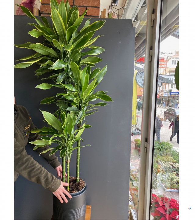 Dracena Cinto 