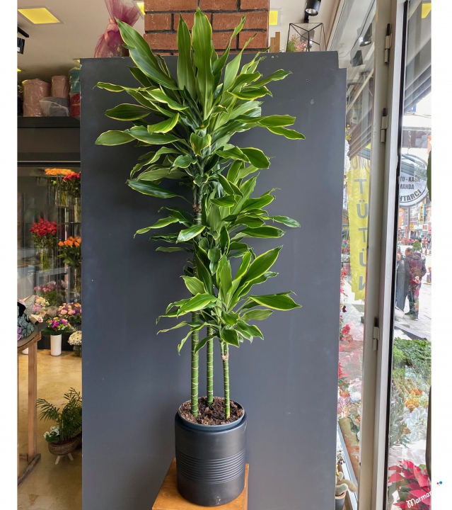 Dracena Cinto 