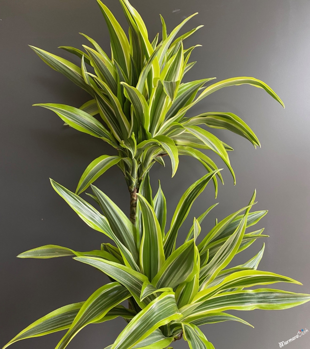 Dracaena Lemon