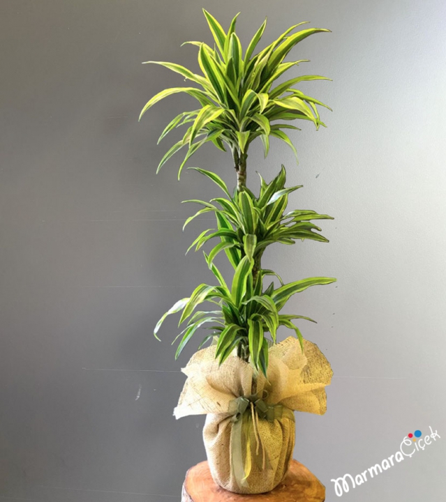 Dracaena Lemon