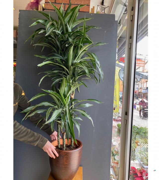 3 Gövdeli Dracena Warneckii 