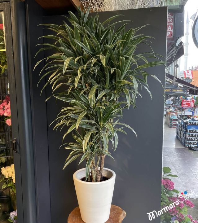 Dracena Warneckii