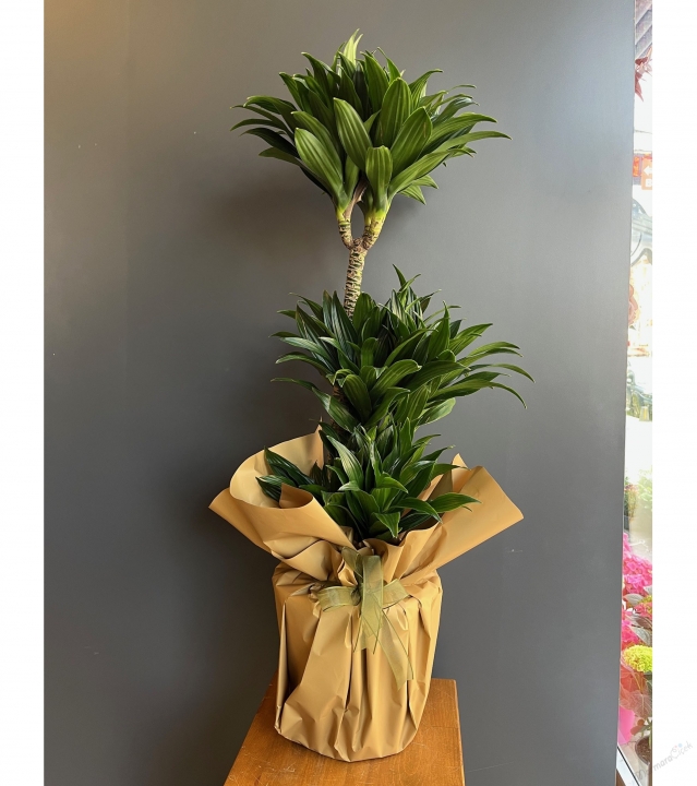 3'lü Dracena Compacta
