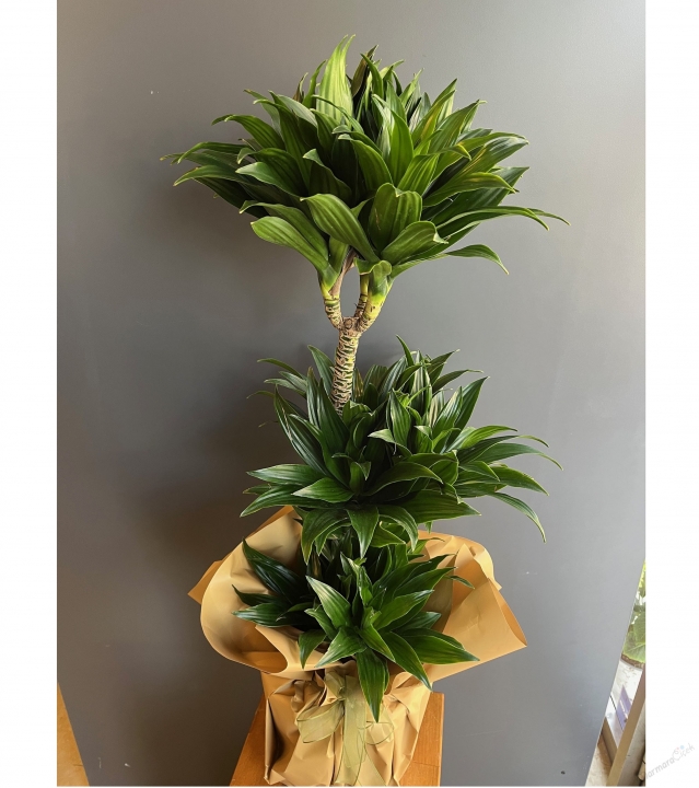 3'lü Dracena Compacta