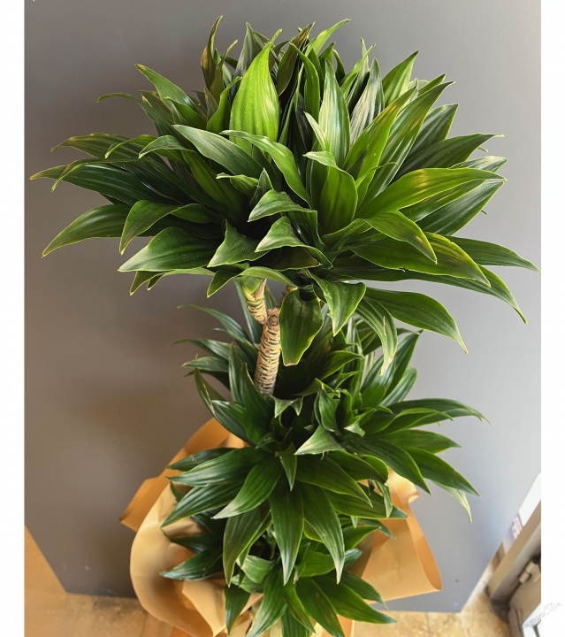 3'lü Dracena Compacta