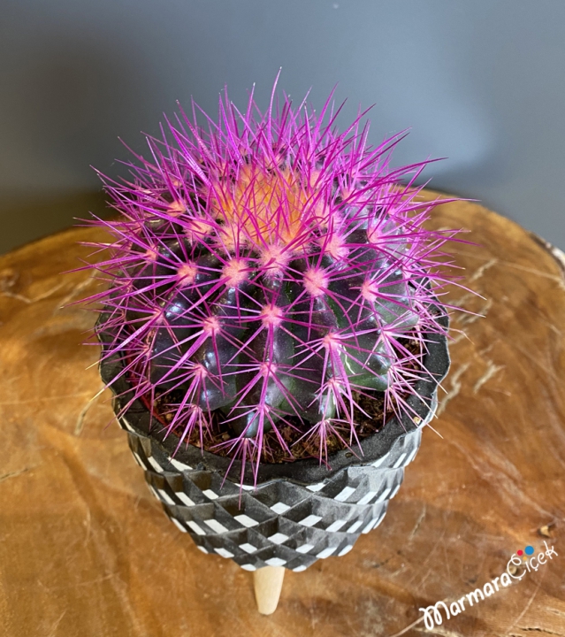 Echino Grusoni Mor Kaktüs, Top Kaktüs, Mor Kaktüs, Kaktüs