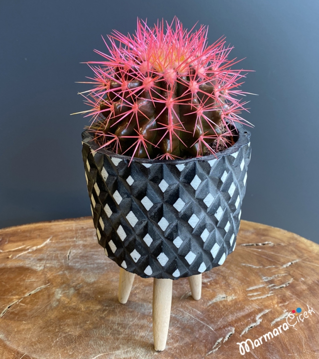 Echino Grusoni Pembe Kaktüs