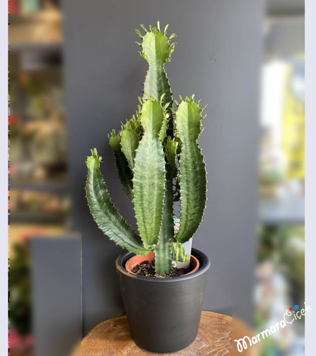 Euphorbia Acrurensis Cactus