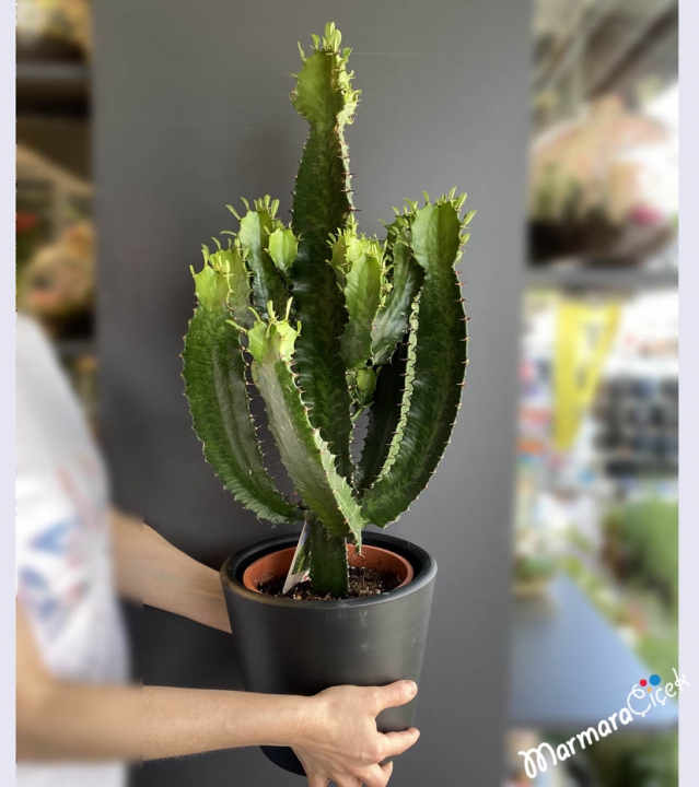 Euphorbia Acrurensis Cactus