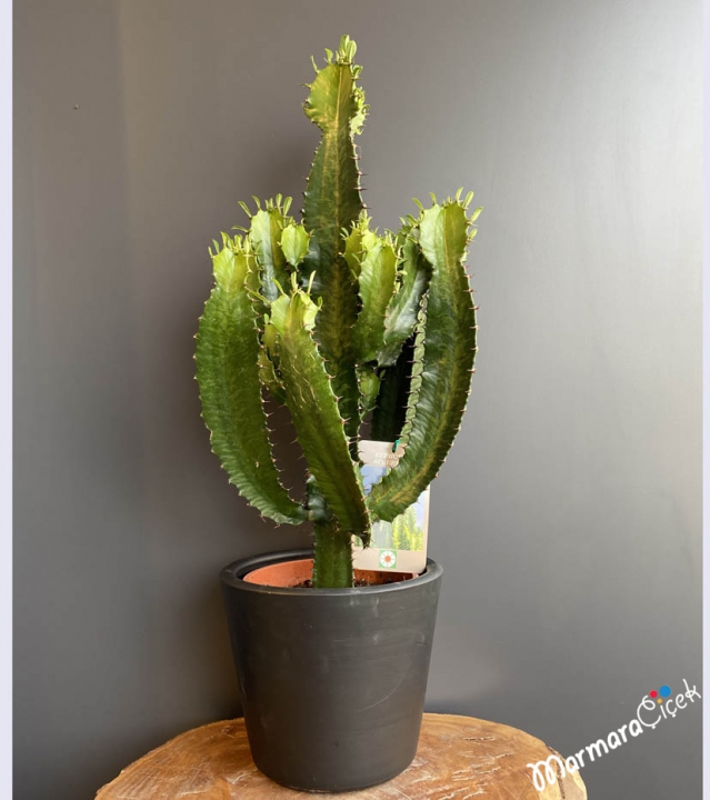 Euphorbia Acrurensis Cactus