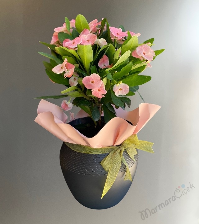 Euphorbia Dikenler Tacı