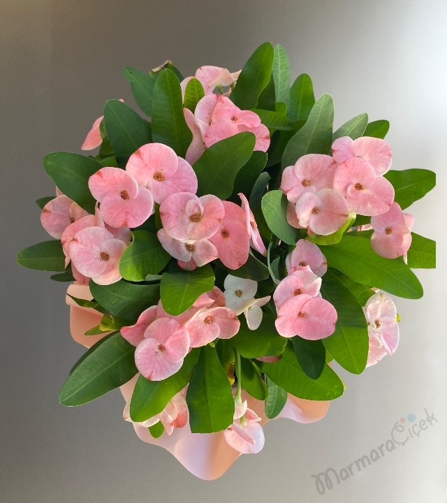 Euphorbia Dikenler Tacı