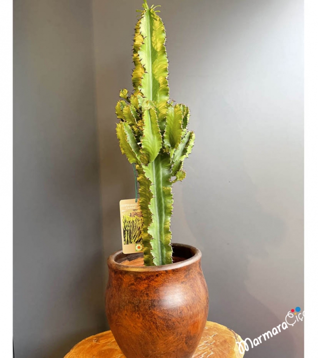 Euphorbia Ingens Cactus