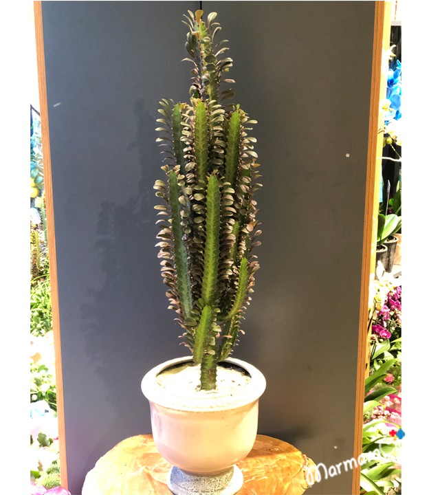 Euphorbia Trigona Kaktüs