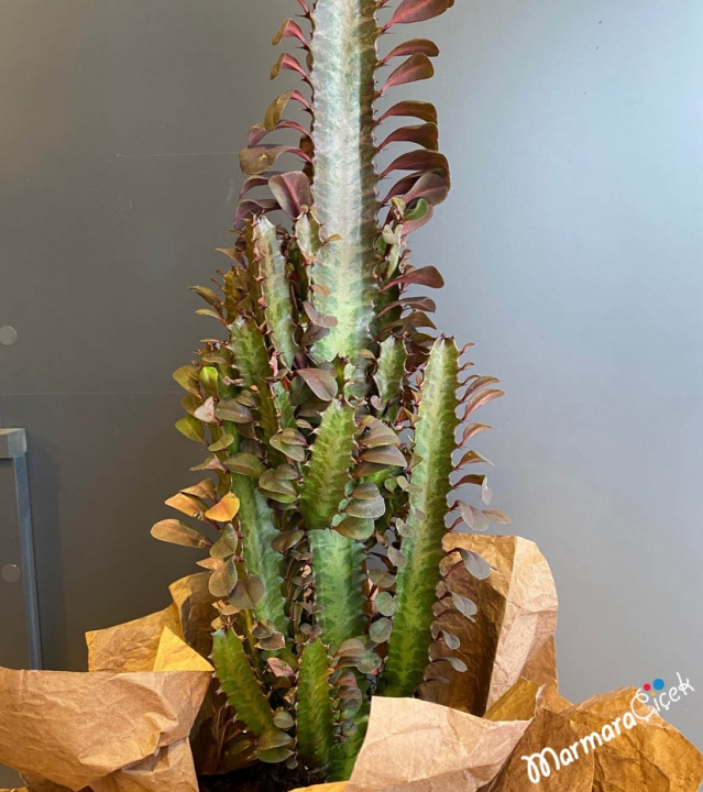 Euphorbia Trigona Kaktüs