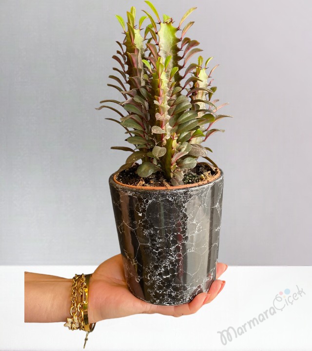 Euphorbia Trigona Kaktüs