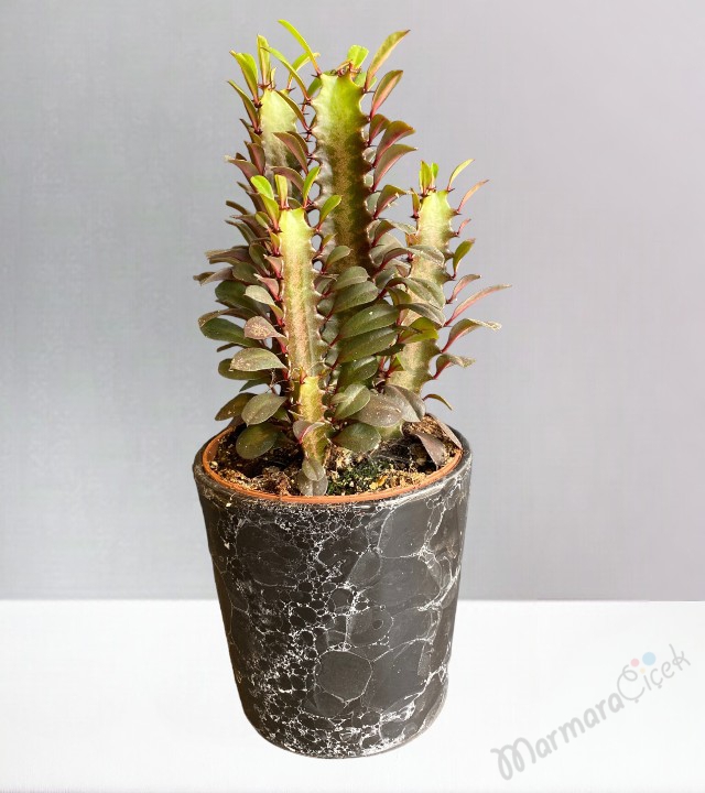 Euphorbia Trigona Kaktüs