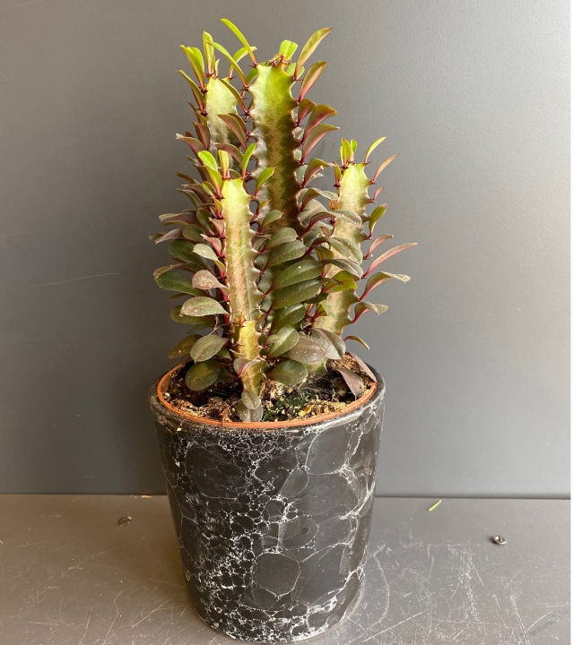 Euphorbia Trigona Kaktüs