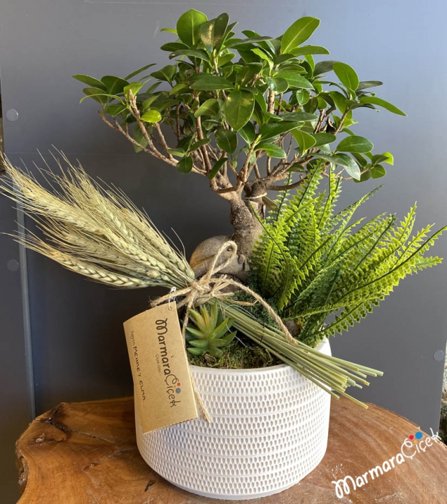 Ficus Bonsai Bitkisi