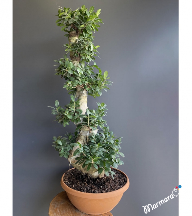 Ficus Bonsai
