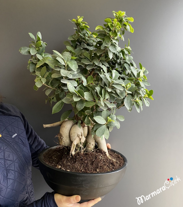 Ficus Ginseng  Bonsai 