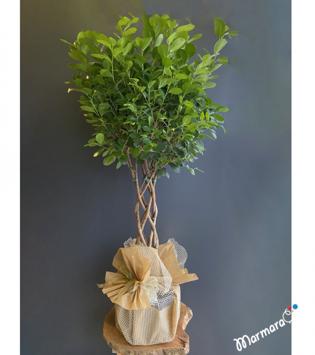 Ficus Macrocarpa 'moclame'