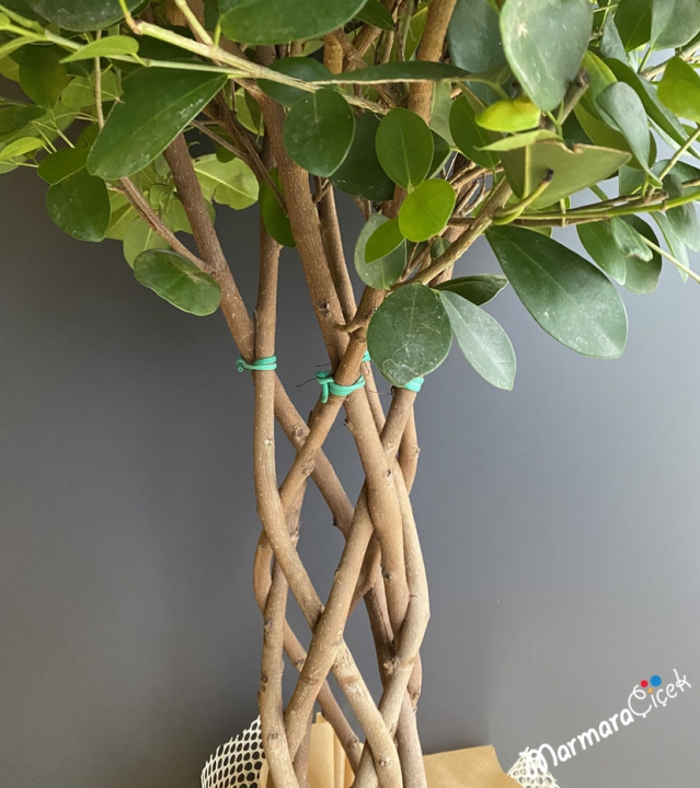 Ficus Macrocarpa 'moclame'