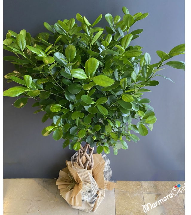 Ficus Macrocarpa 'moclame'