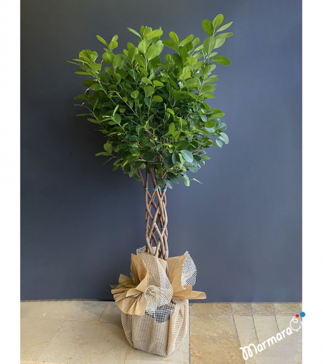 Ficus Macrocarpa 'moclame'