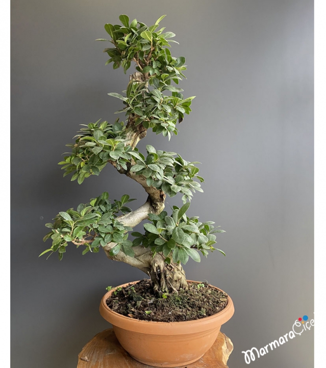 Ficus S Bonsai