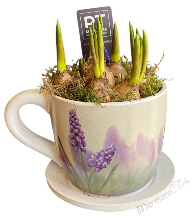 Fincan Saksıda Sümbül Soğanı 