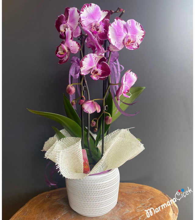 Fuşya Kırçıllı Sarkık (Cascade) Orkide