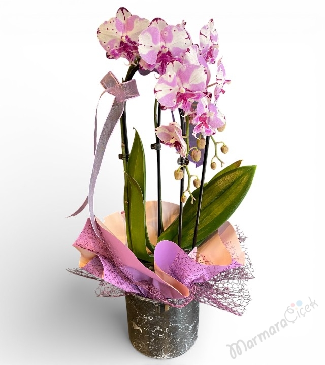 Fuşya Kırçıllı Sarkık (Cascade) Orkide