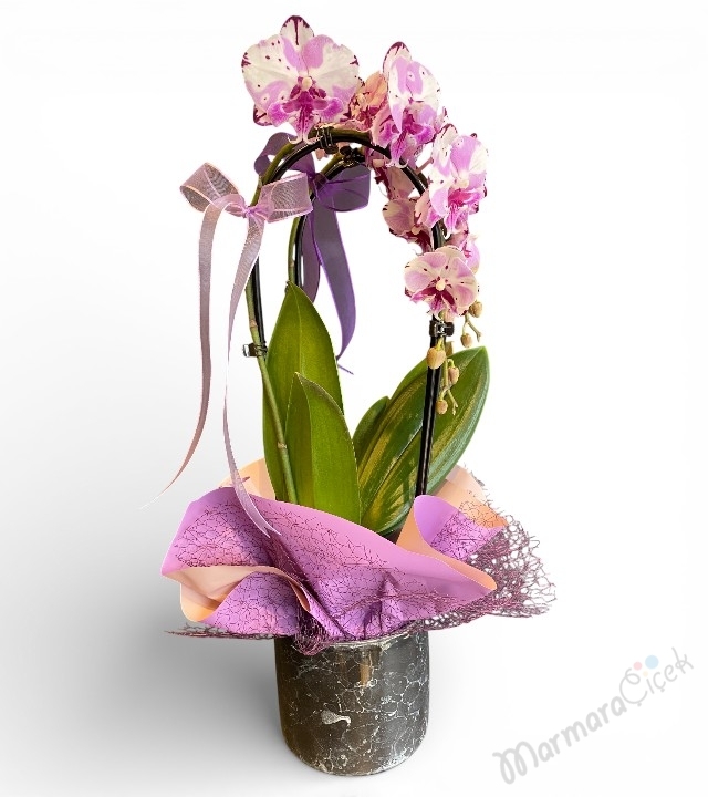 Fuşya Kırçıllı Sarkık (Cascade) Orkide