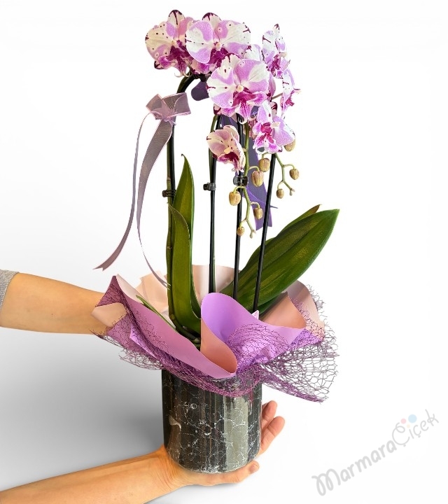 Fuşya Kırçıllı Sarkık (Cascade) Orkide